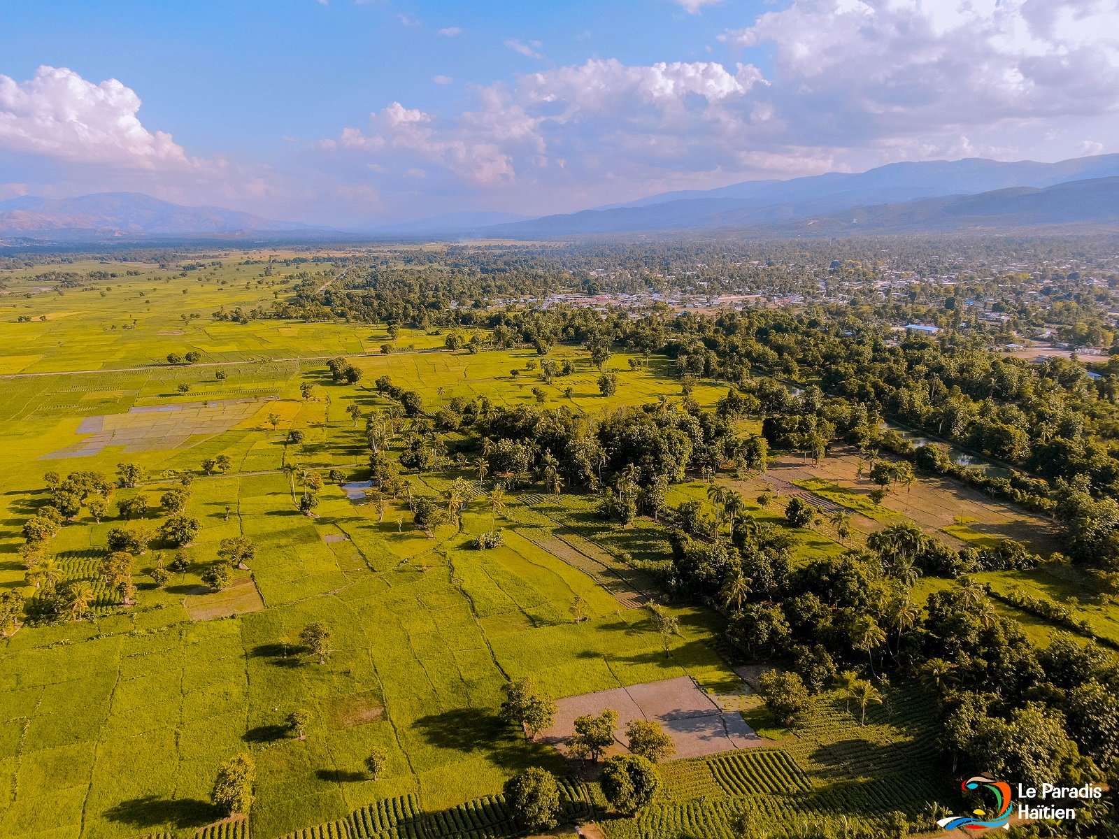 Haïti / Champs du riz